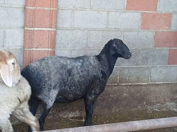 Ovelha, Ovelhas