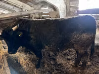 公牛, Simmental cattle — 照片 8