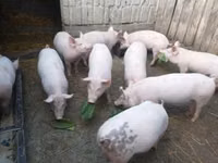 猪（批次，未指定性别）, Pigs — 照片 3
