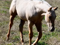 حصان, Quarter Horse — الصورة 8