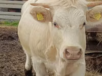 Cow, Charolais cattle — photo 1