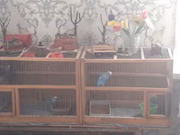 Taxta konstruksiyalı ikili quş qəfəsi - Material: möhkəm taxta — zdjęcie 2