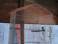 Vatsapla elaqe saxlasyin quslar qefesler Məhsul: Nimfa (Cockatiel) — foto 4