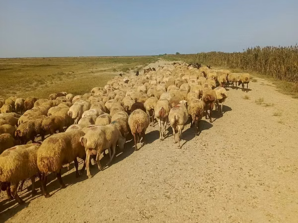 Ovce, Ovce — Ázerbájdžán