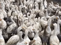 Geese — foto 3