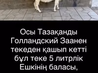 Dişi keçi, Saanen goat — foto 2
