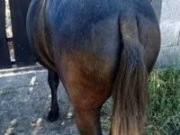 Cheval, Chevaux — photo 3