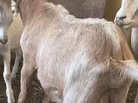 Cabras (lote, sexo no especificado), Alpine goat — foto 3