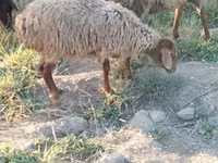 Owce (partia, płeć nieokreślona), Owce — zdjęcie 4