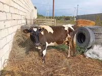 بقرة, Simmental cattle — الصورة 1