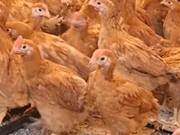 Chickens — foto 3