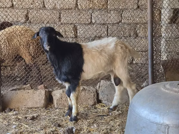 ვერძი, ცხვრები