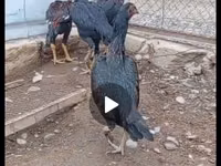 பேர்ல் கிரே — புகைப்படம் 2