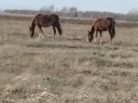 母马, Mugalzhar horse — 照片 1