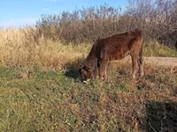 Vaca, Raça Alatau — foto 6