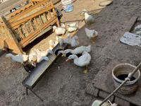 Ducks — zdjęcie 3