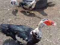 Ducks — zdjęcie 3