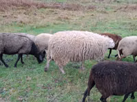 Qoyun, Assaf sheep — foto 2