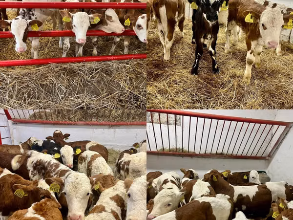 Bovins (lot, sexe non indiqué), Simmental cattle