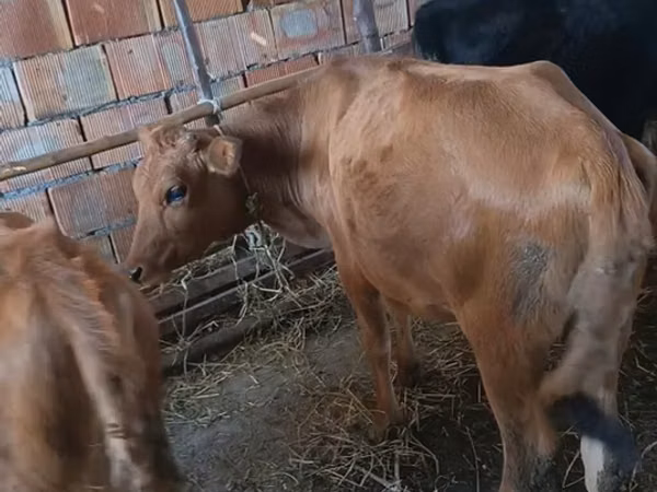 Sığır (parti, cinsiyet belirtilmedi), Sığır