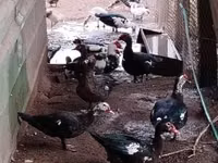 டொமேஸ்டிக் மஸ்கோவி — புகைப்படம் 1