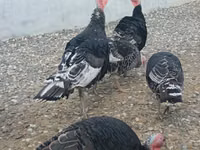 Turkeys — foto 3