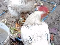 Chickens — foto 3