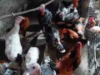 Chickens — zdjęcie 4