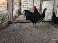 Chickens — photo 2