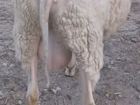 Bélier, Bessarabian sheep — photo 2