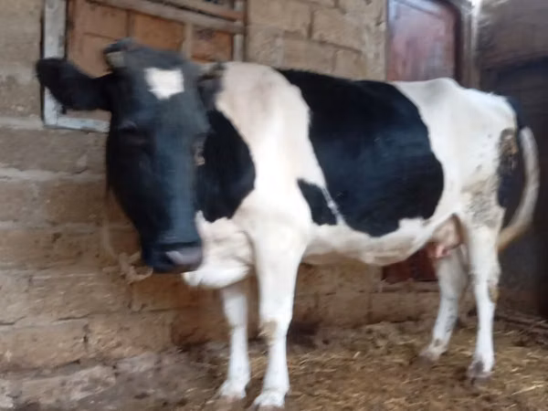 Vaca, Russian Black pied cattle