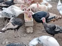 Turkeys — Foto 8
