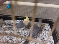 Məhsul: Nimfa (cockatiel) cütü və qəfəs Təsvir:qəfəs ilə birlikdə - — foto 1