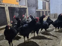Chickens — 写真 3