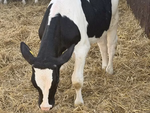Buqa, Russian Black pied cattle