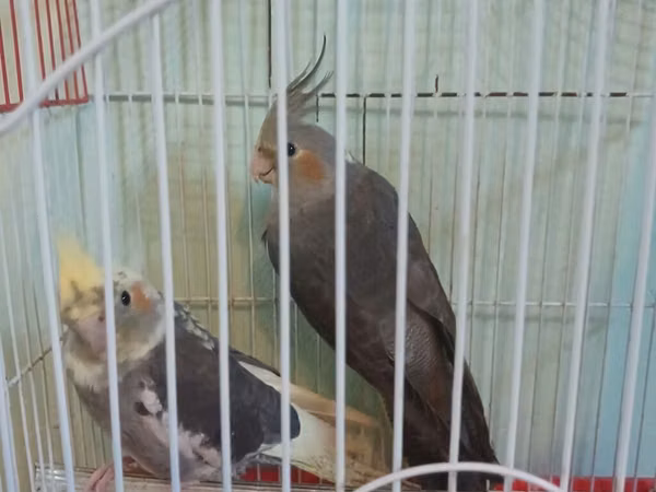 Nimfa (Cockatiel) cütü və qəfəs dəsti - Növ: Nimfa tutuquşusu