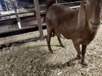 Ешкі, Kamori goats — 8-сурет