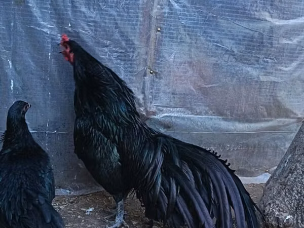 Ayam Cemani