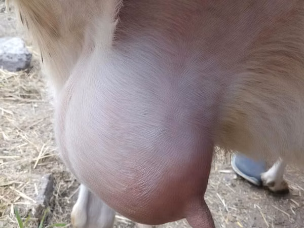 Chèvre, Saanen goat