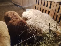 Bélier, Moutons — photo 6