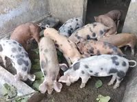 Eber, Schweine — Foto 2