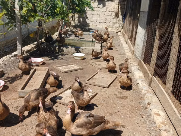 Ducks