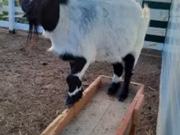 عنزة, Nigerian dwarf goats
