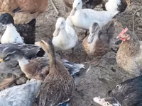 Ducks — foto 3