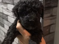1aylıq Toy Poodle balaları – qara rəngli, sıx qıvrım tüklü Məhsulun — фото 2