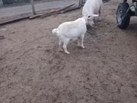 Koza, Kozy — zdjęcie 1