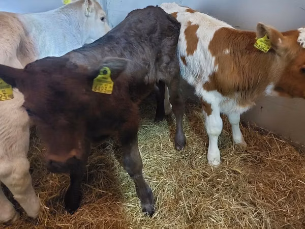 İribuynuzlu mal-qara (partiya, cinsi göstərilməyib), Simmental cattle
