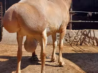 Qoç, Qoyunlar — foto 2
