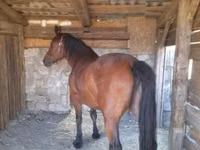 Toychoq, Međimurje horse — 4-rasm