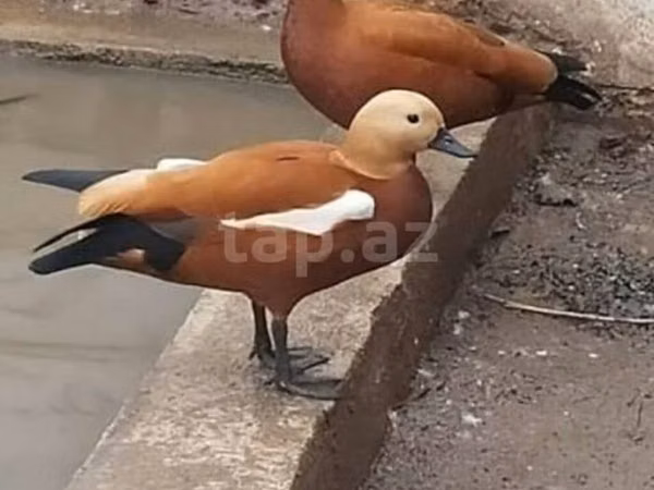 Ducks